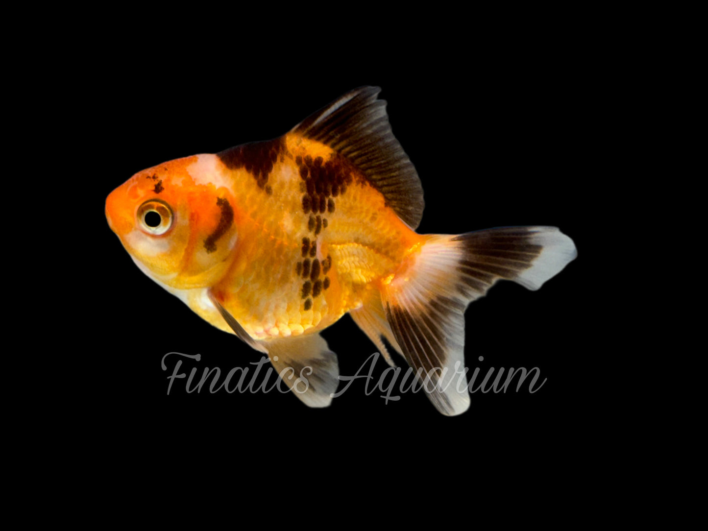 R2018 Oranda Goldfish WYSWYG  (Item #R2018)