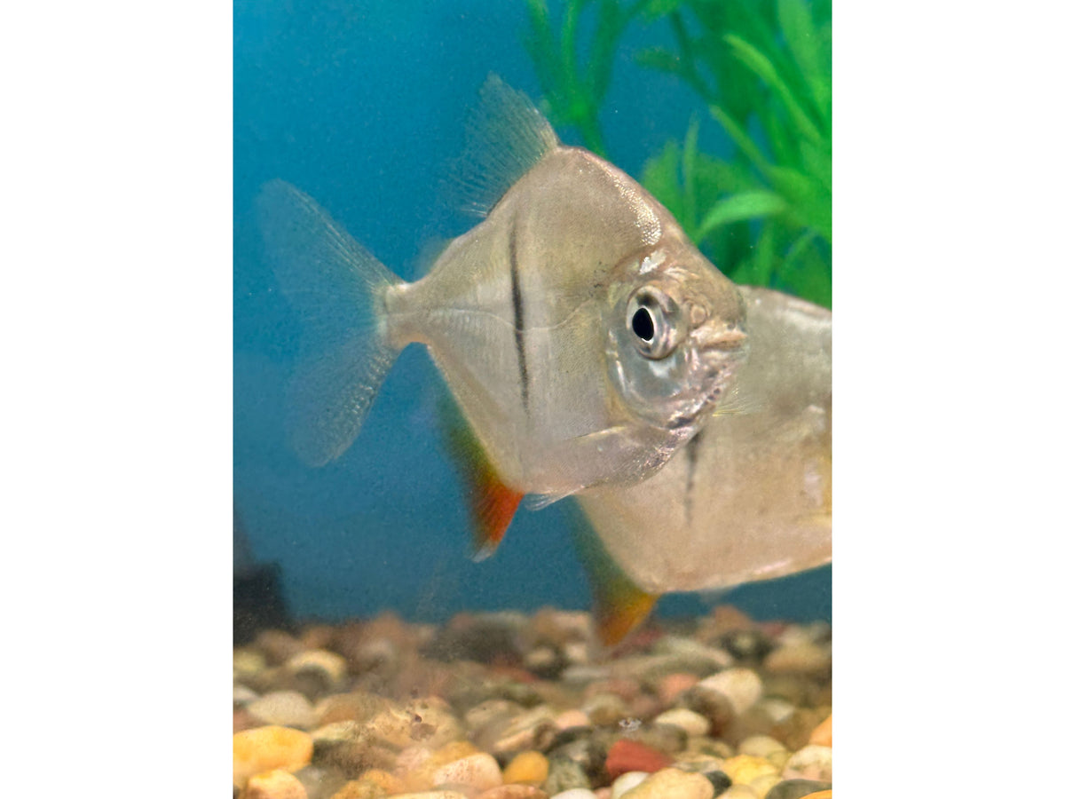 Myloplus Sauron - Pacu