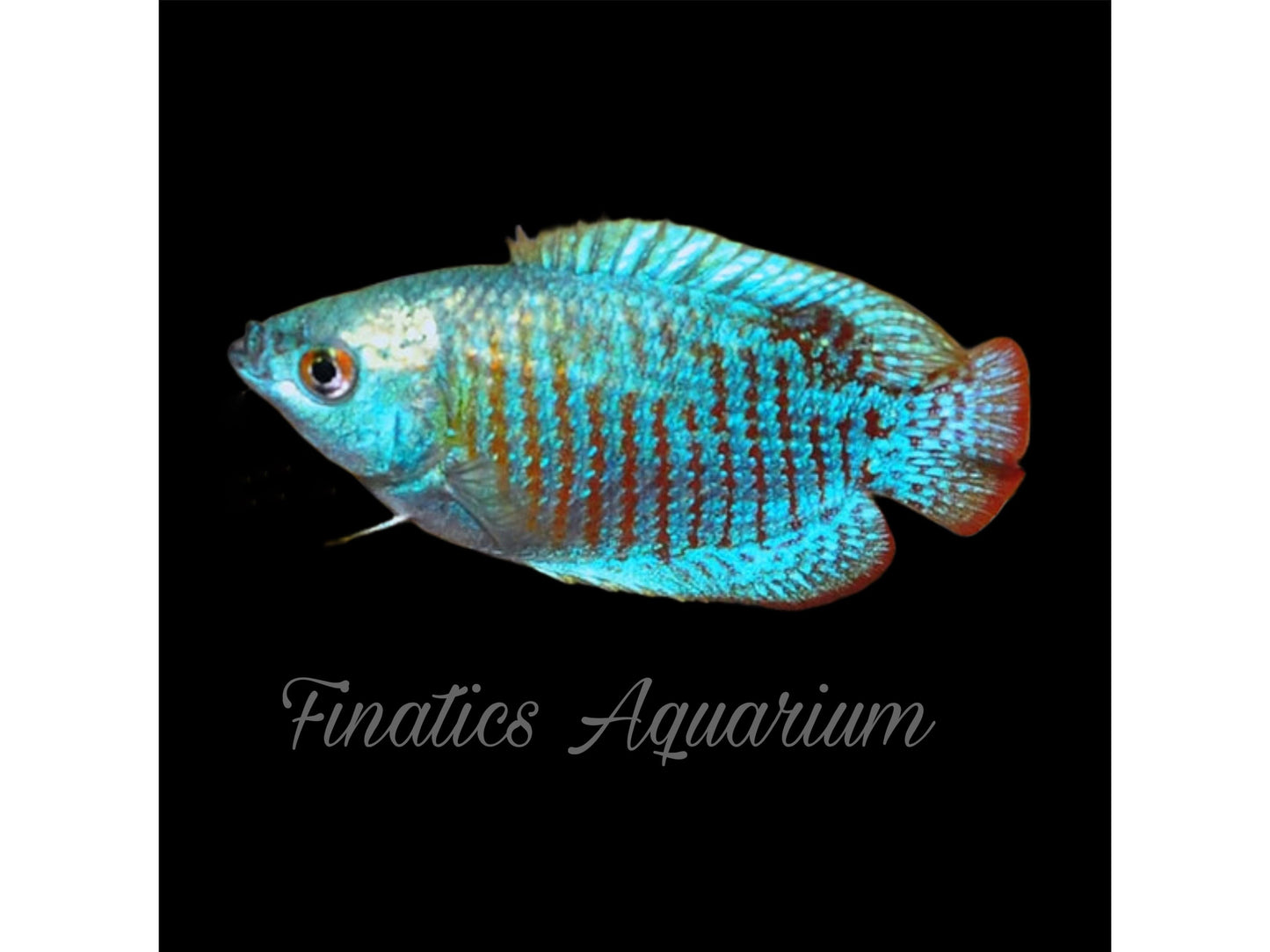 One Neon Blue Gourami (MALE Approx 1.5-2")