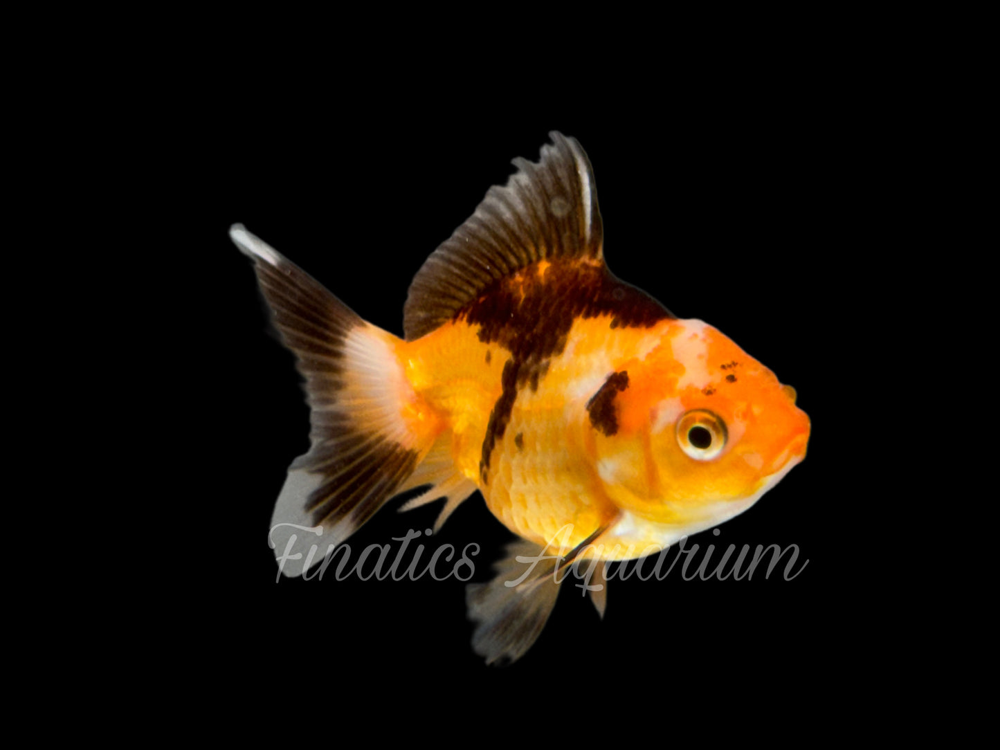 R2018 Oranda Goldfish WYSWYG  (Item #R2018)