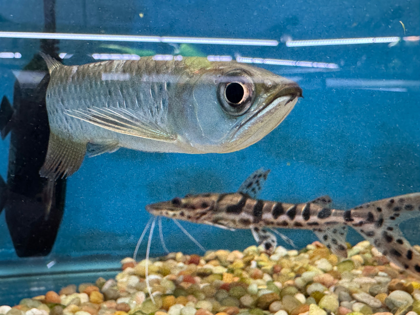 Australian Jardini Arowana Approx 4-6"