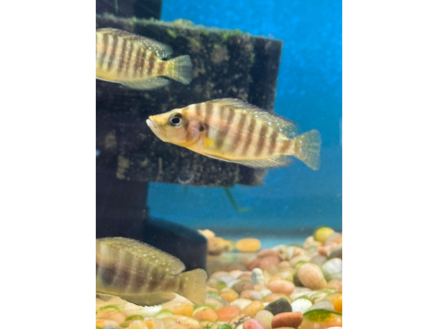 Golden Head Compressiceps Approx 2-2.5"