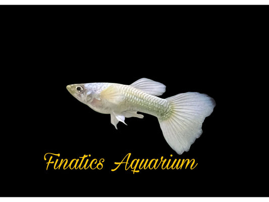 One White Luminous Male Guppy