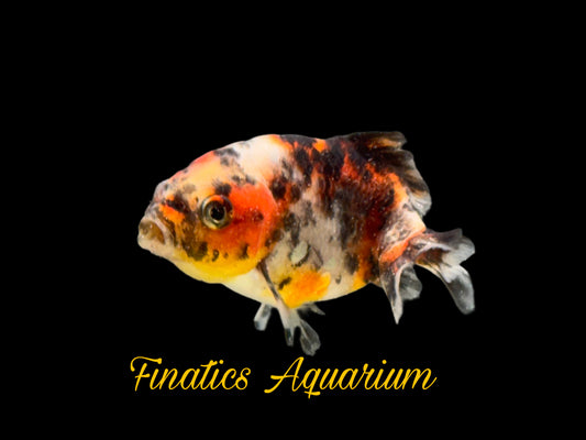 R2143 Thai Calico Ranchu Goldfish WYSWYG  (Item #R2143) Approx 2”