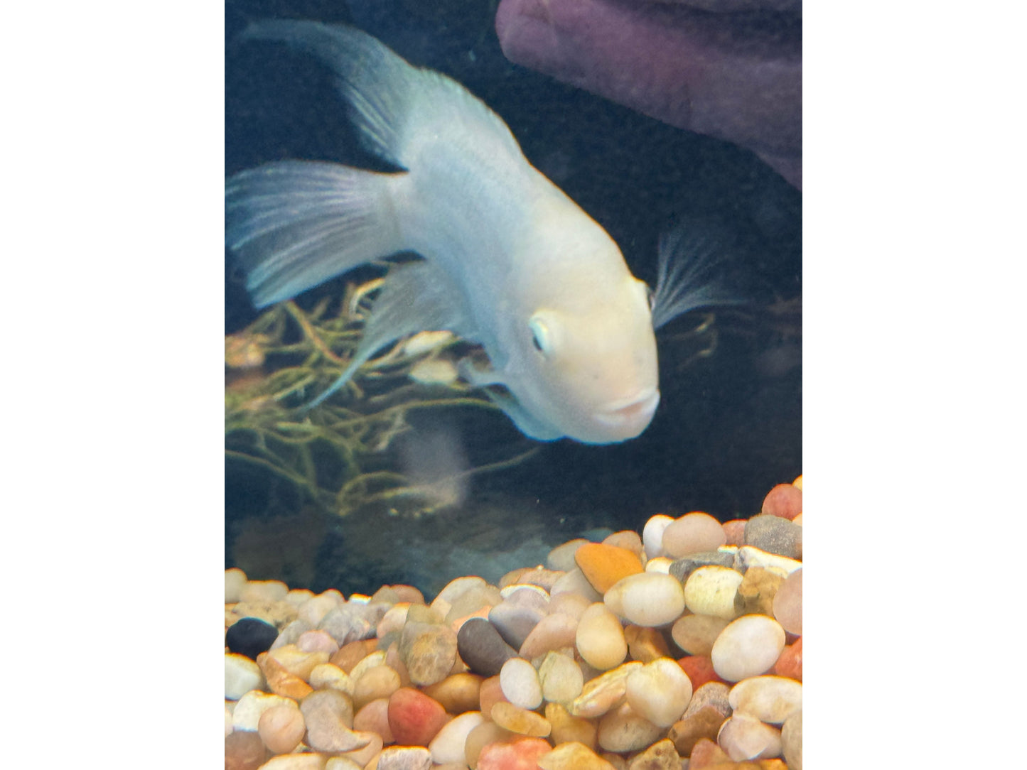 Humphead Snow White Parrot/Flowerhorn Hybrid
