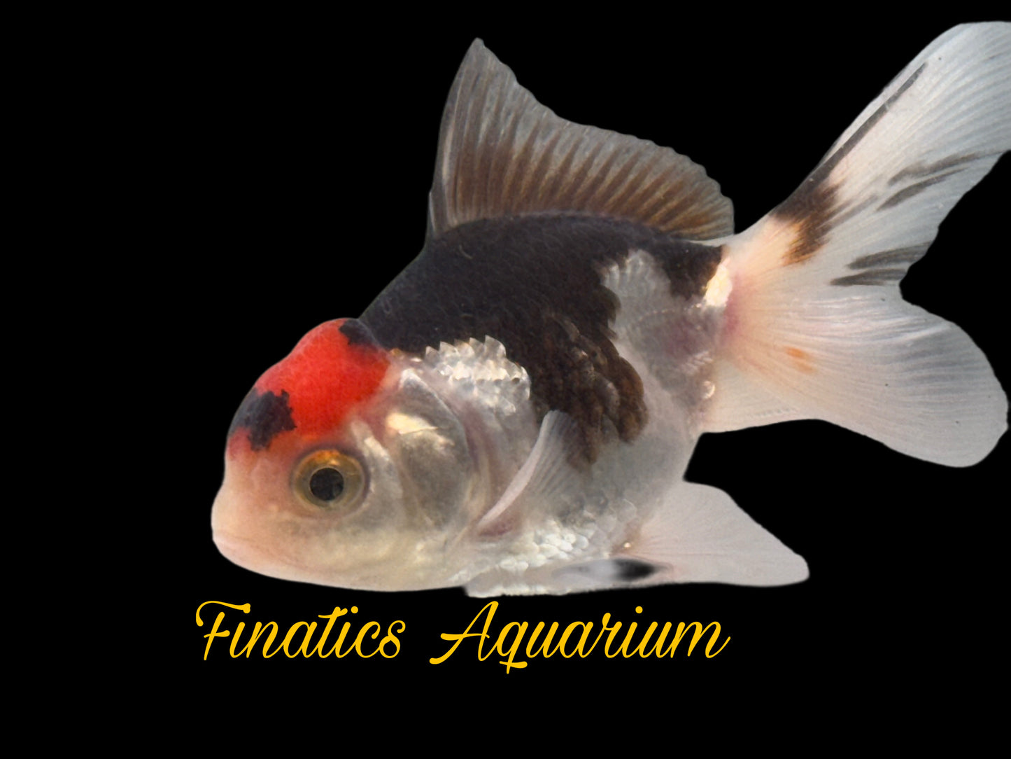 R2304 Oranda Goldfish WYSWYG  Approx 2”