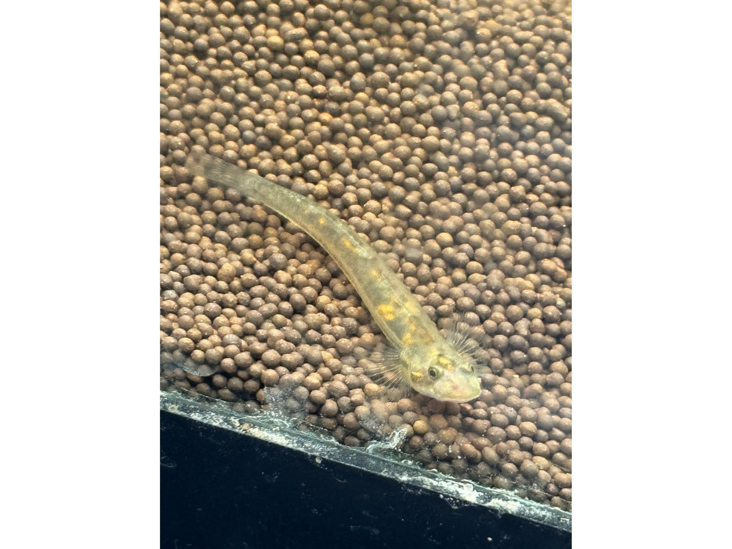 One Stiphodon Glass Goby