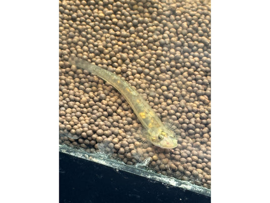 One Stiphodon Glass Goby