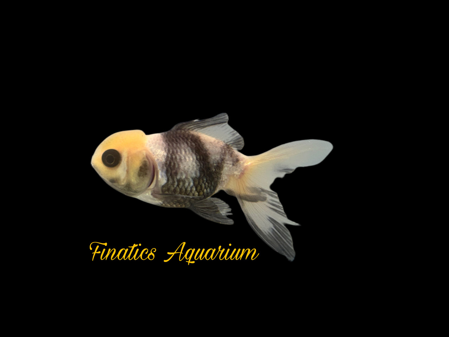 One Oranda Goldfish Approx 2-3”  WYSWYG  r1023