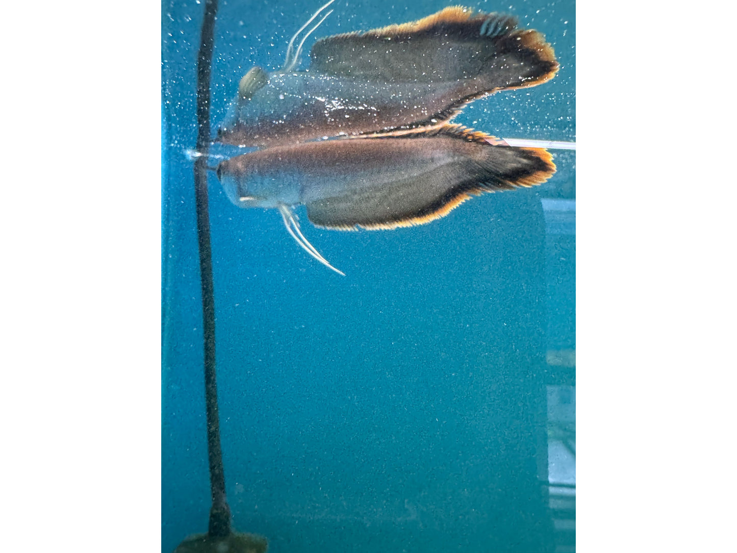 Black Arowana 3"