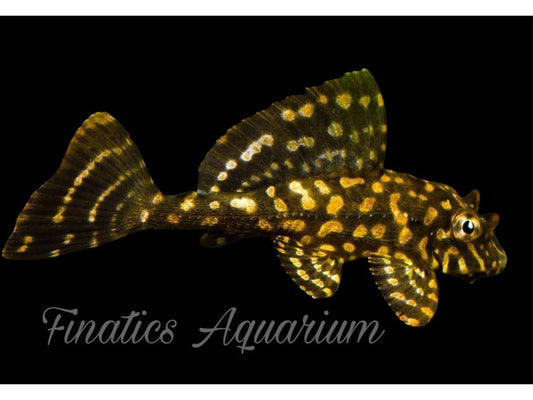 One Gold Spotted Sailfin Pleco L-001