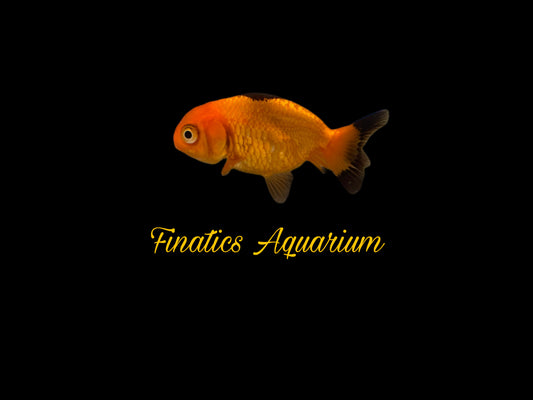 One Ranchu Goldfish Approx 2-3”  WYSWYG  r1015