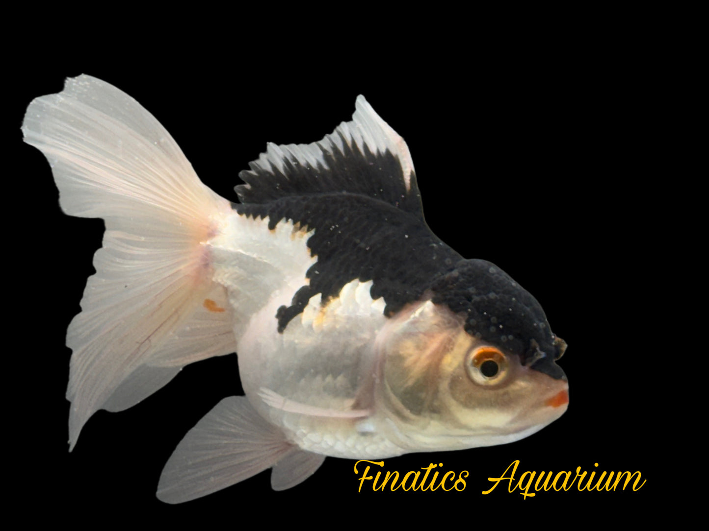 R2123 Thai Oranda Goldfish WYSWYG  (Item #R2123) Approx 2-3”