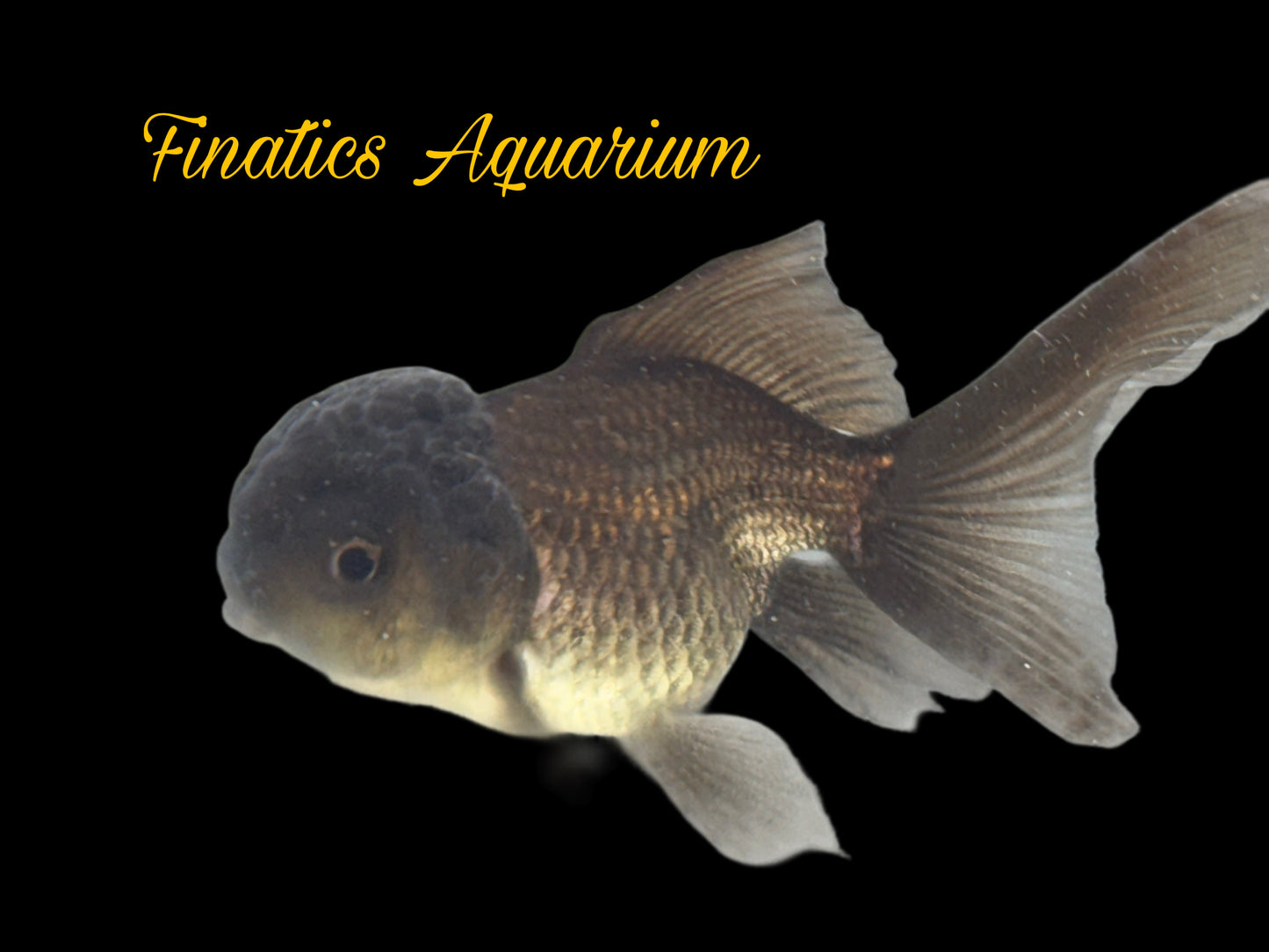 One Black Oranda Goldfish Approx 2-3”  WYSWYG  r2035