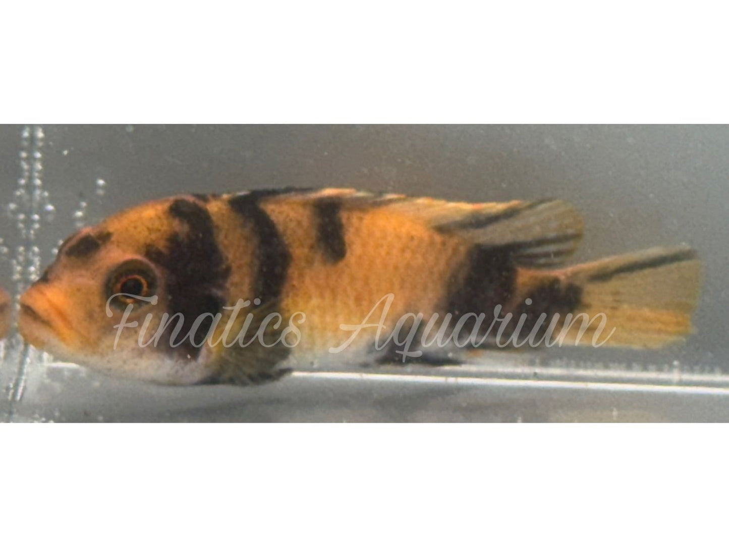 One Zebra Red Blotch Cichlid WYSWYG #1004