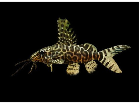 One Synodontis Eupterus (T892) Catfish