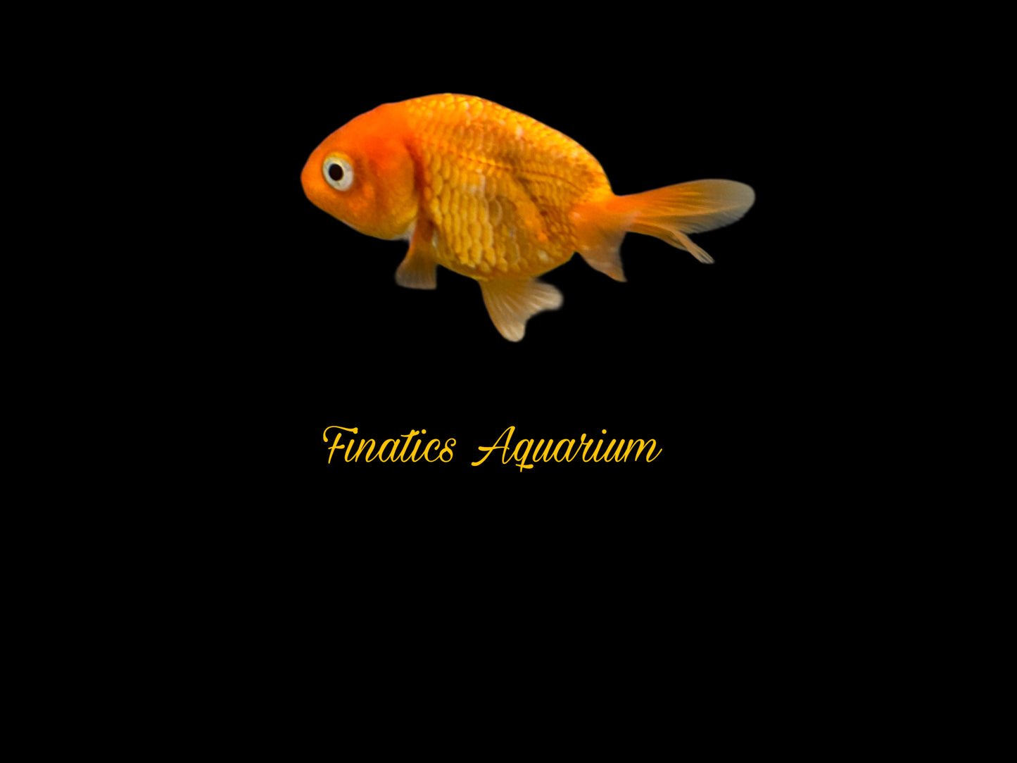 One Ranchu Goldfish Approx 2-3”  WYSWYG  r1018