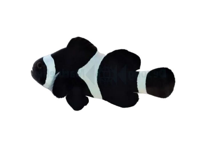Darwin Black Ocellaris Clownfish
