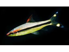 Denison Roseline Barb T-14
