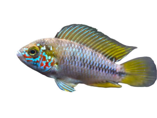 Dwarf Umbrella Borelli Cichlids T240 Approx 1"