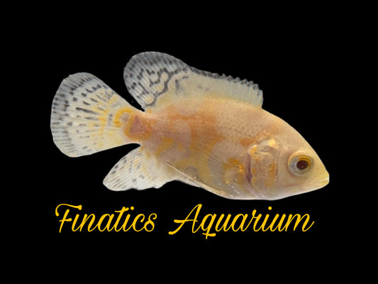 One Lemon Oscar Cichlid Approx 2-2.5"  T35