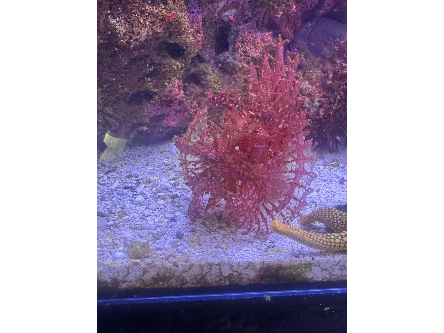 Red Rhinopius Scorpian Fish Approx 4-5"