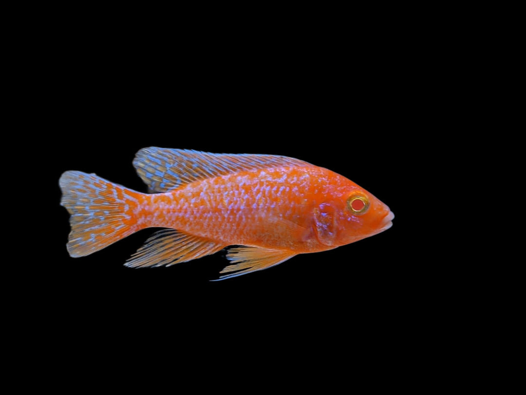 One Albino Strawberry Peacock Cichlid