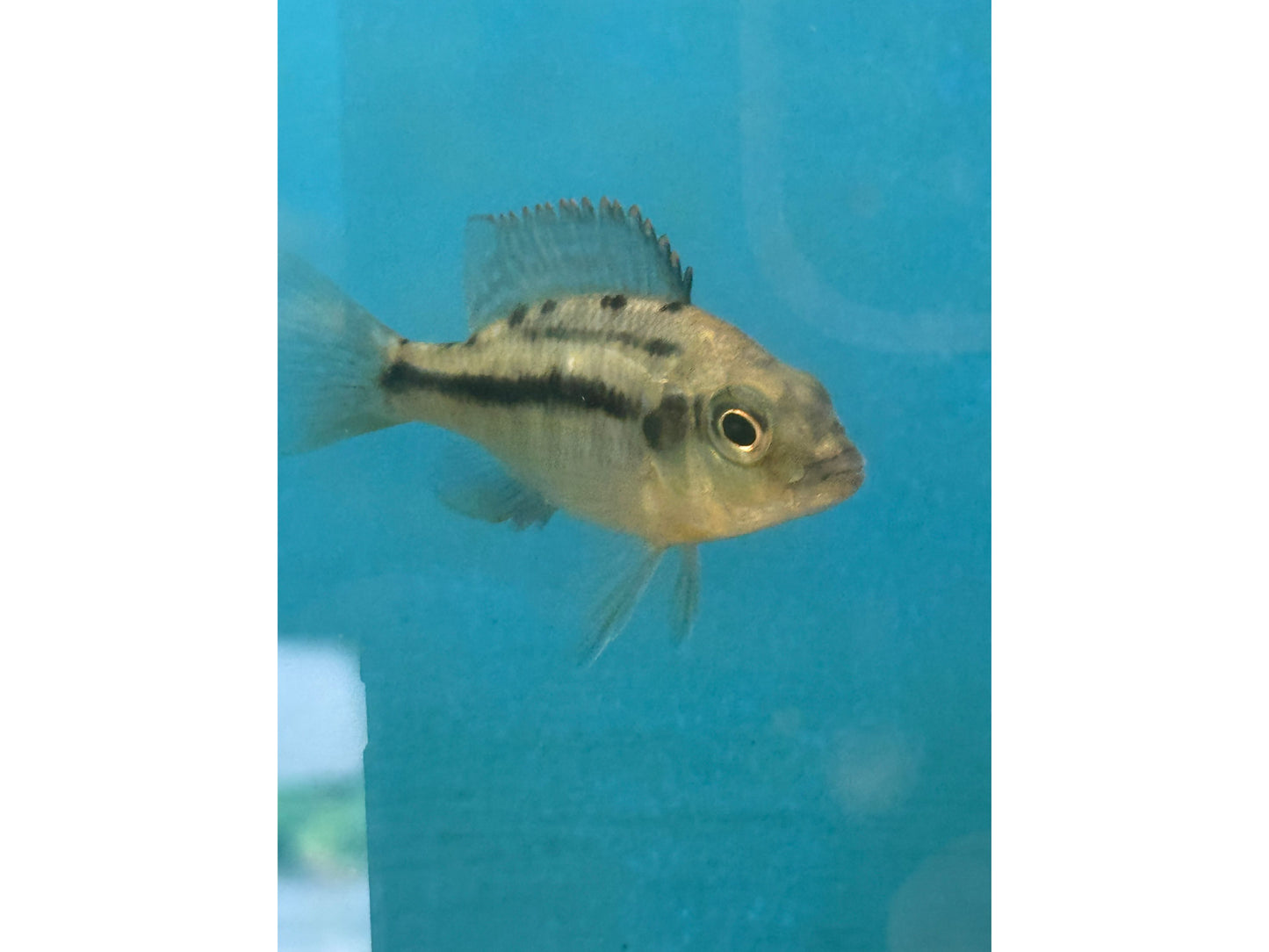 One Hap. Hinderi Red Empress Approx 2" T178