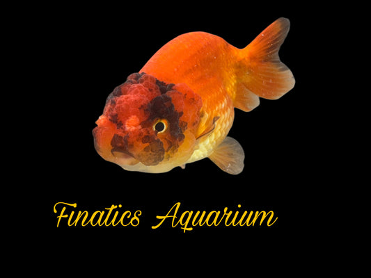 One Thai Lionchu Ranchu Goldfish Approx 4-5” WYSWYG R1002