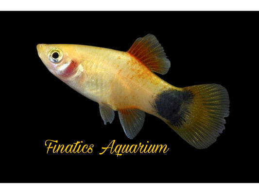 One Gold Mickey Mouse Platy