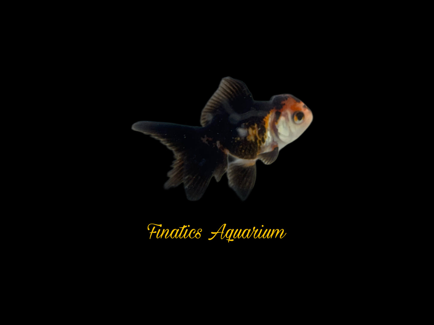 One Oranda Goldfish Approx 2-3”  WYSWYG  r1021