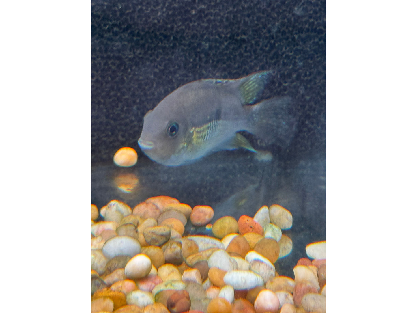 Topaz Cichlid - Central America Approx 2"