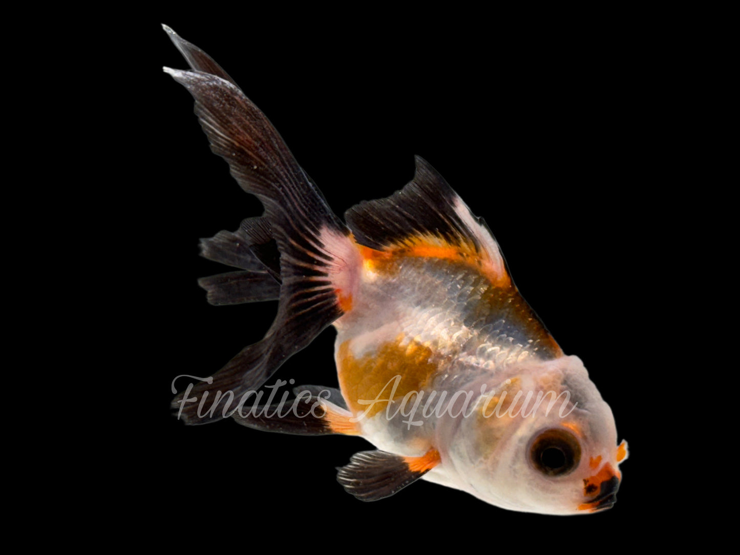 R2015 Oranda Goldfish WYSWYG  (Item #R2015)