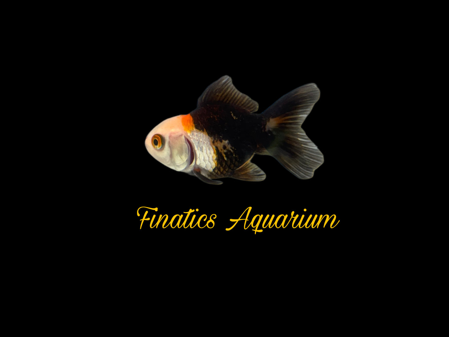 One Oranda Goldfish Approx 2-3”  WYSWYG  r1020