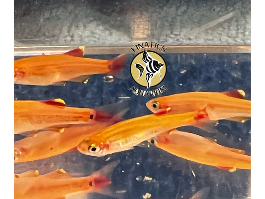 Gold Neon Tetra Fish