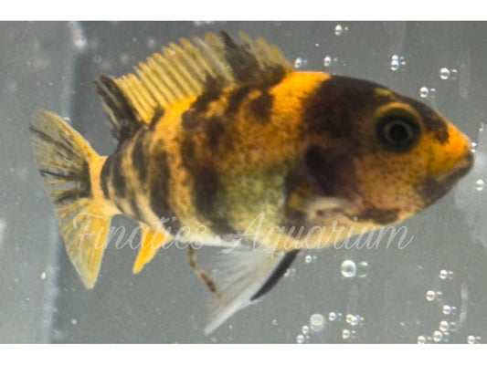 One Zebra Red Blotch Cichlid WYSWYG #1003