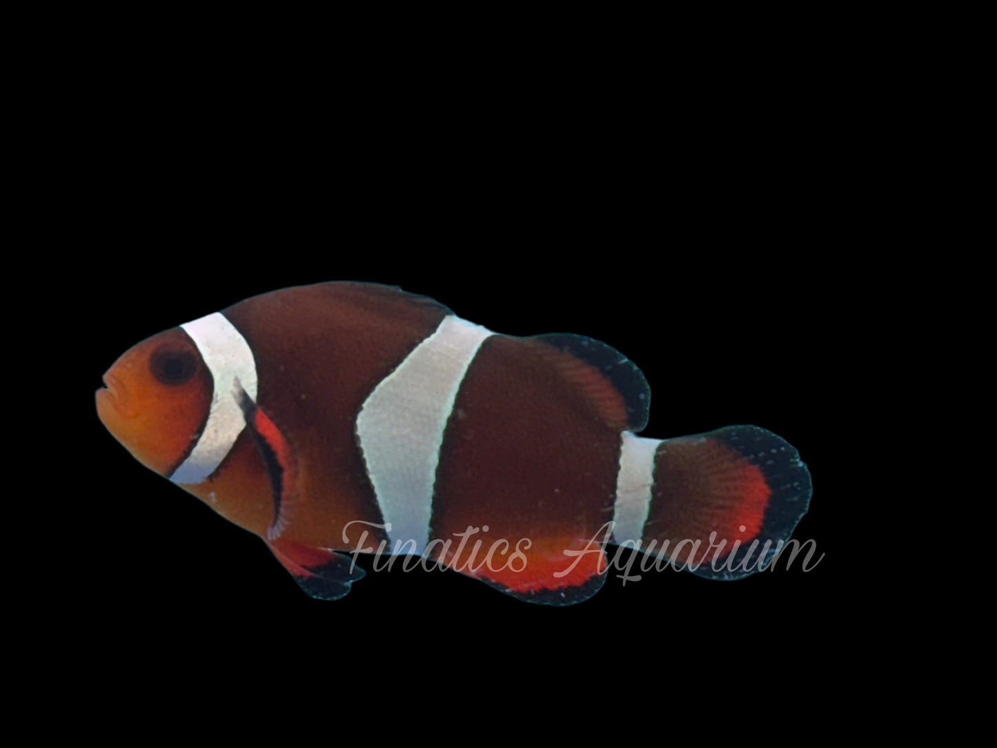 One Designer Clownfish WYSWYG #101 Saltwater Fish