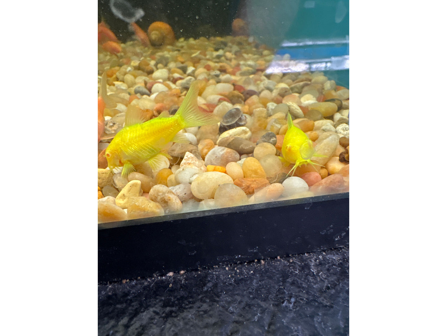 One Green Glo Corydora Fish Approx 1” T118