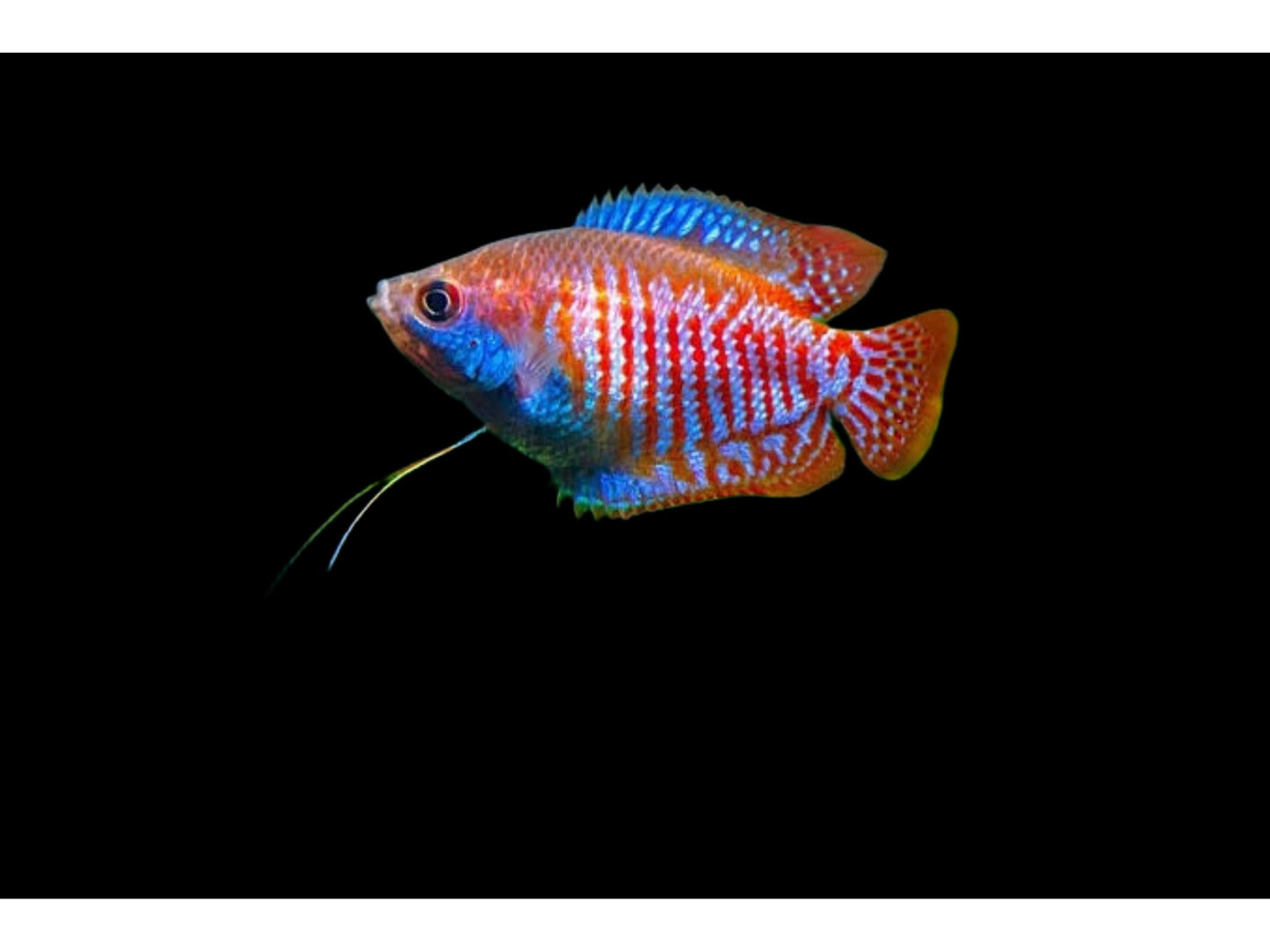 One Dwarf Gourami  Male Approx 1” T1
