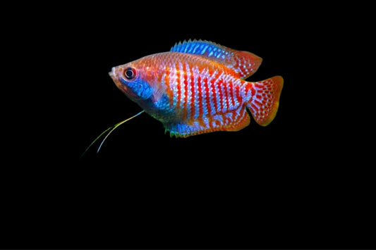 One Dwarf Gourami  Male or Female Approx 1”  T1/298