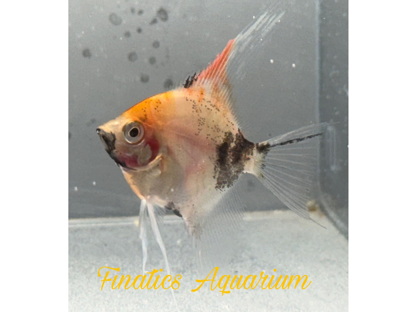 One Red Devil Koi Angelfishn Approx 1.5-2”