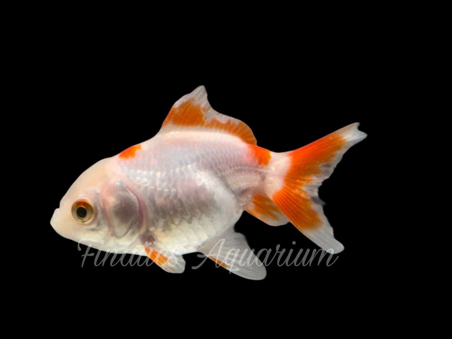 R2014 Oranda Goldfish WYSWYG  (Item #R2014)