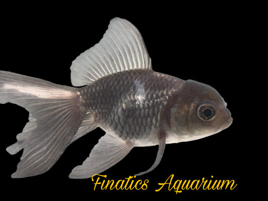 R2303 Oranda Goldfish WYSWYG  Approx 2”