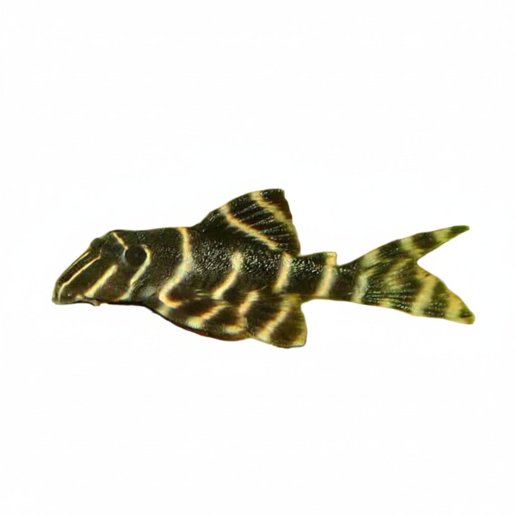 Emperor Pleco L204 Approx 2-2.5"