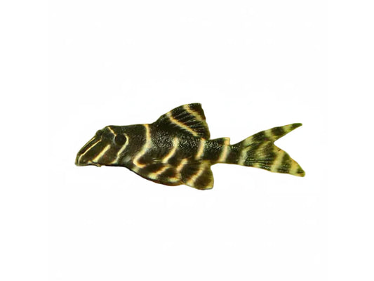 Emperor Pleco L204 Approx 2-2.5"