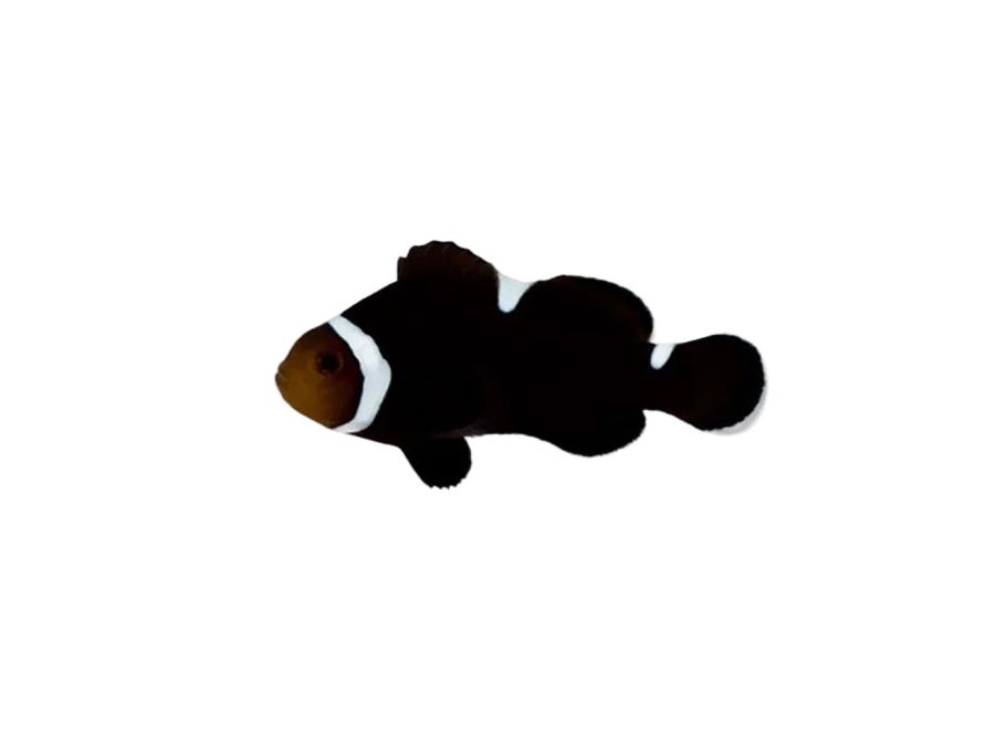 Extreme Misbar Mocha Clownfish