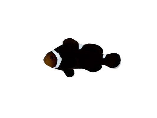Extreme Misbar Mocha Clownfish