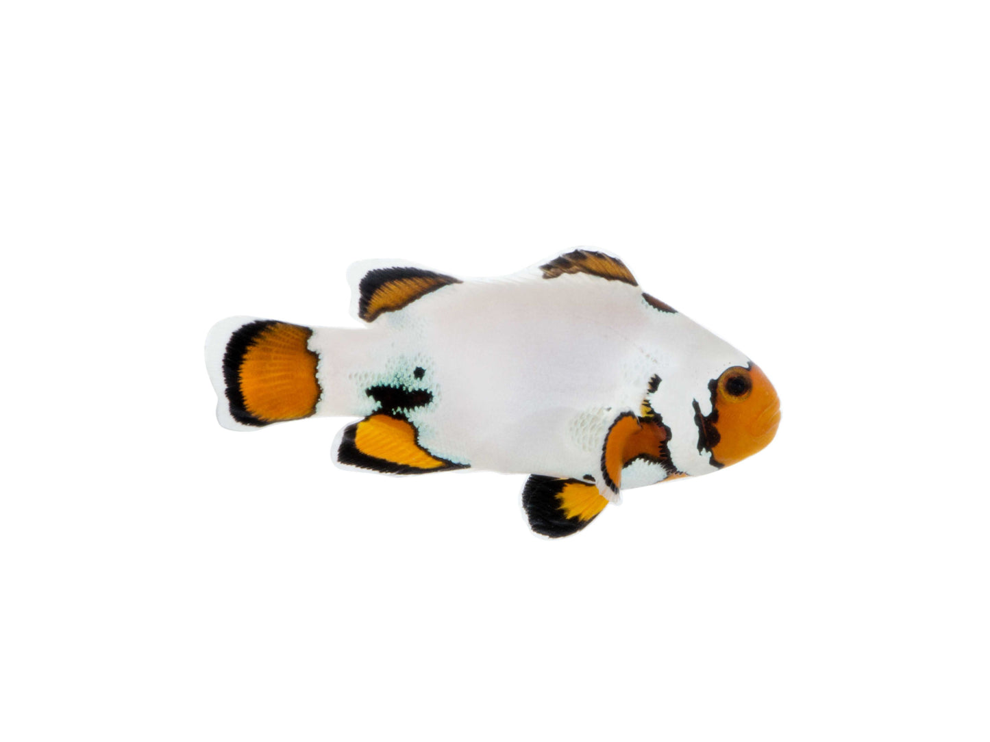 Extreme Snowflake Clownfish