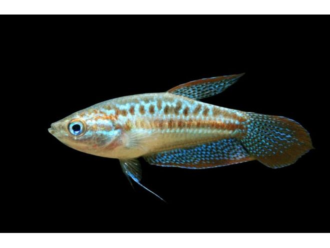 One Pygmy Sparkling Gourami  Approx 3/4-1" T270