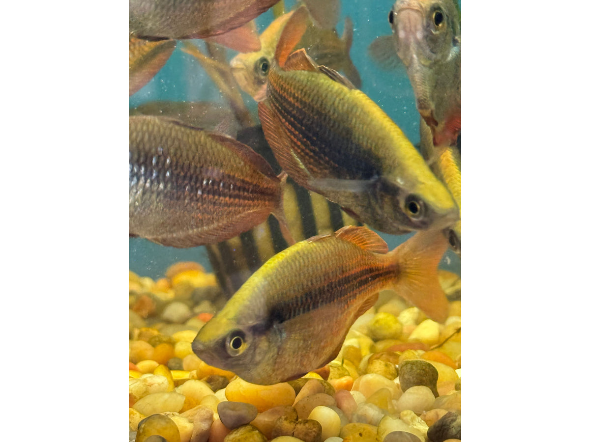 North New Guinea Rainbowfish